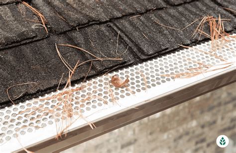 4 Best Gutter Guards for Pine Needles (2024 Guide) - EcoWatch