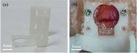 Figure 3 From A Long Term Cranial Window For High Resolution