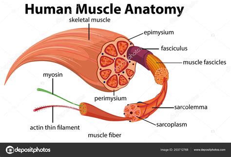 Human Muscle Anatomy Diagram Illustration Stock Vector by ...