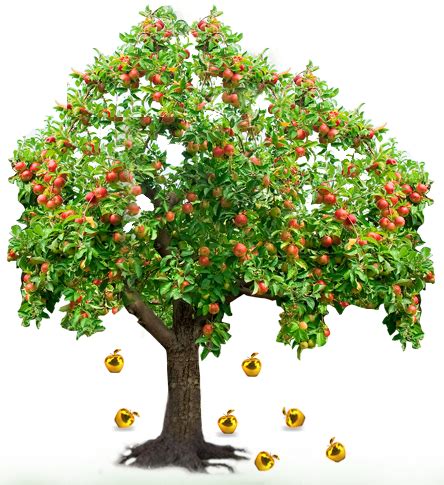 Mcintosh Apple Tree Disease - Free Transparent PNG Download - PNGkey