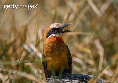 White Fronted Bee Eater Merops Bullockoides With Beak Open