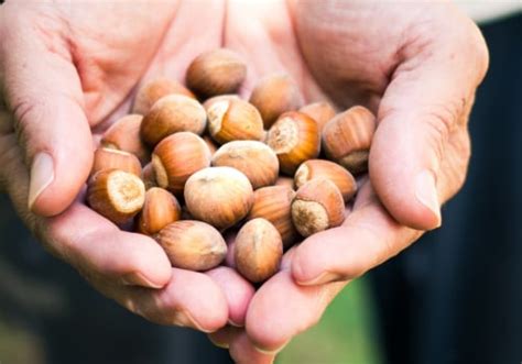 How Can You Tell If Hazelnuts Are Bad