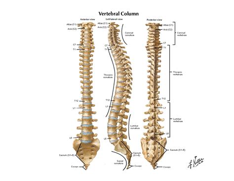 Notes on Anatomy and Physiology: The Spinal Column