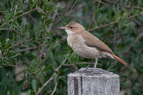 Rufous hornero - Alchetron, The Free Social Encyclopedia