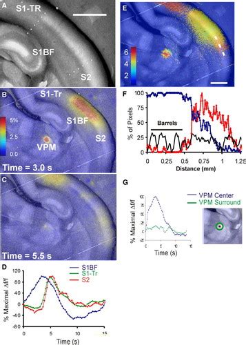 Rapid And Sensitive Mapping Of Long Range Connections In Vitro Using