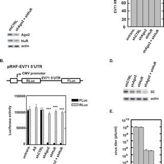 Effects Of Ago2 And HuR On EV71 Translation And Replication A SF268