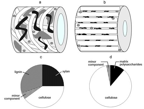 Cellulosic Fibers Role Of Matrix Polysaccharides In Structure And Function Intechopen