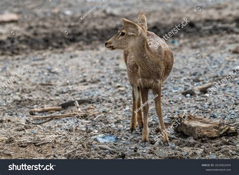 Indian Hog Deer His Habitat Stock Photo 2233412431 | Shutterstock