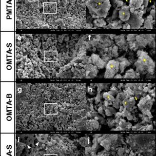 Scanning electron microscopy images of each material after exposure to ... 