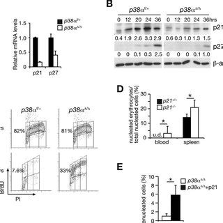 38α regulates fetal erythroblast enucleation A Neutral benzidine and