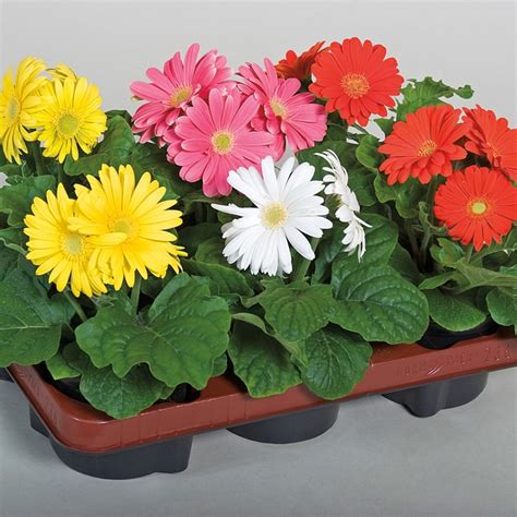 Gerbera Jamesonii Jaguar™ Mix Gerbera Daisy Garden Center Marketing