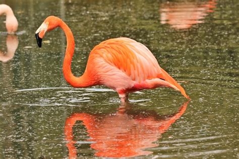 Premium Photo Side View Of Orange Flamingo In Lake