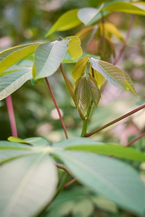 New Leaves Grow In Cassava Plant In Garden Stock Photo Image Of