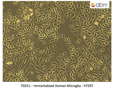 Distinguishing Between A Cell Line And Immortalized Primary Cells Xl