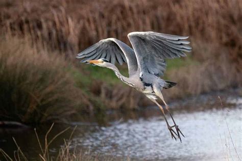 The Spiritual Meanings of Heron