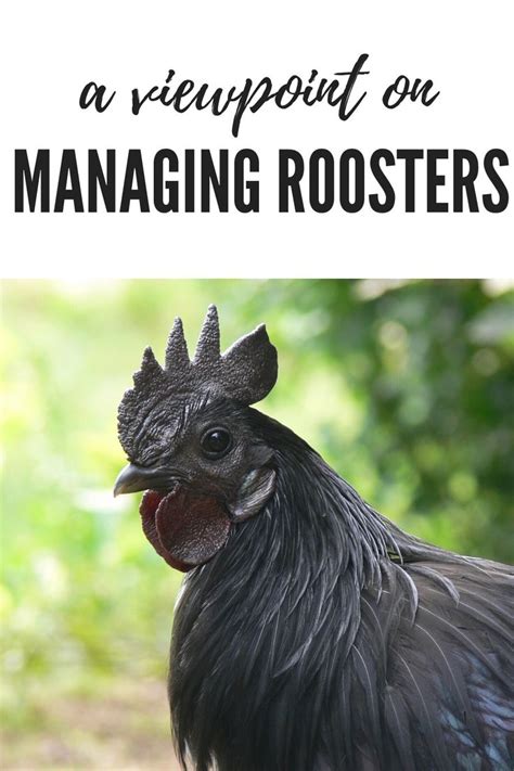 A Viewpoint On Handling Roosters How To Deal With Aggression Rooster