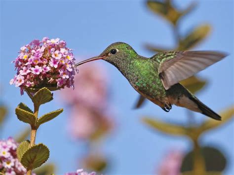 Colibrí significado Qué significa encontrarse un colibrí en su casa 4