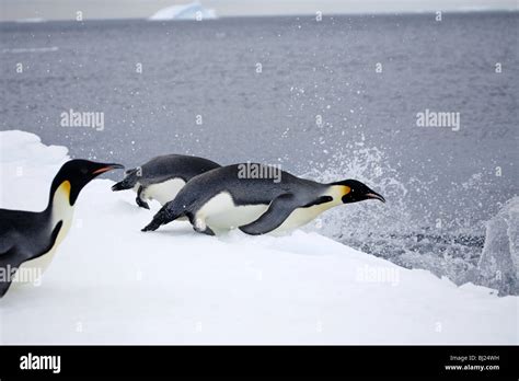 Aptenodytes forsteri hi-res stock photography and images - Alamy