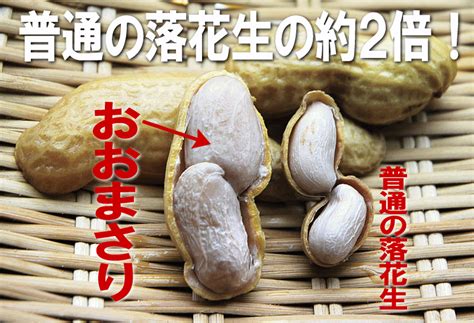 【楽天市場】【茹で落花生：おおまさり300g】千葉県八街産ジャンボサイズ 塩ゆで落花生！産地ならではの味！「おおまさり」【千葉県産 産地直送