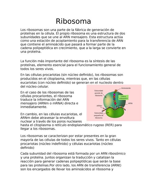 6 apuntes Ribosoma Los ribosomas son una parte de la fábrica de