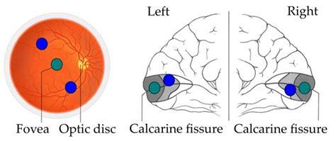 Peripheral information from the retina is forwarded to peripheral ...