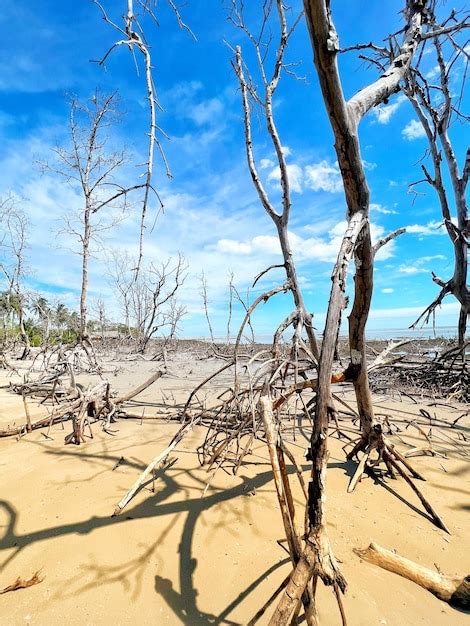 Premium AI Image | beach mangrove sunset