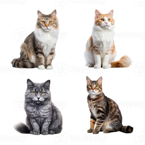 Beautiful cute cat collection isolated on transparent background. ai ...