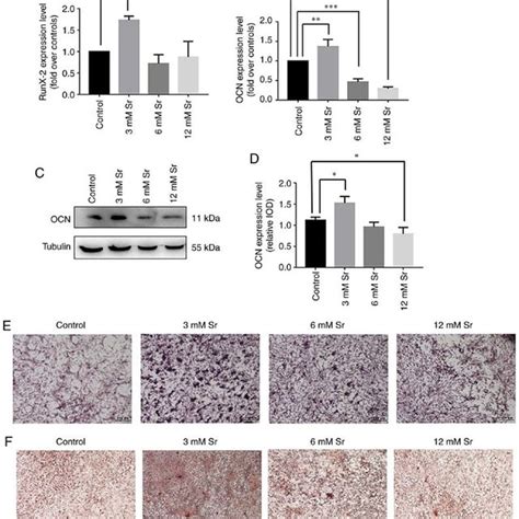 Effect Of Sr On Osteogenic Differentiation Of Mc T E Cells The