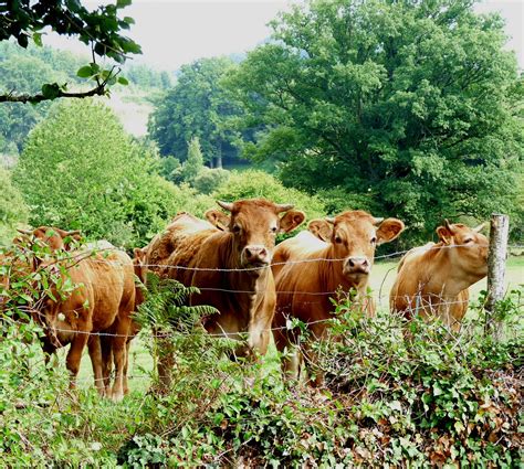 tolpuddle martyr: Limousin cattle.