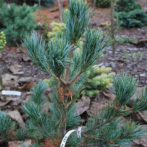 Сосна мелкоцветковая / японская белая Ибо-Кан (Pinus parviflora Ibo Can ...