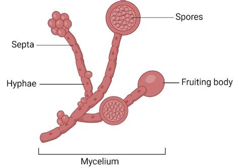 Fungal Hyphae Diagram