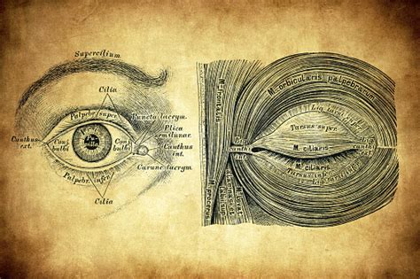 The Eye And The Muscles Of The Palpebral Fissure Stock Illustration ...