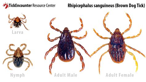 Tick-Borne Disease in Dogs ( Dr. Danowitz) | New Jersey Veterinary Blog