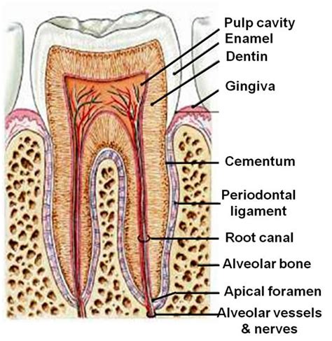 Periodontium; Paradentium; Parodontium; Tooth Supporting Structures