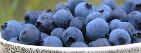 Преимущества черники – Черника продаж Дерево – Сухая Черника ...