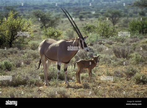 Female Oryx Hi Res Stock Photography And Images Alamy