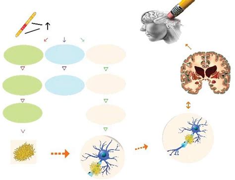 Involvement of DYRK1A overexpression in the pathophysiology of ... 
