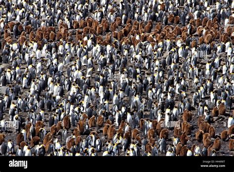 King Penguin Colony #11 Stock Photo - Alamy