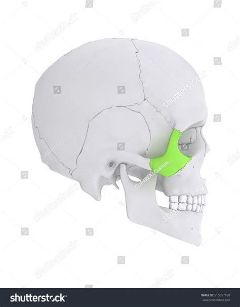 Zygomatic Bone Os Zygomaticum Lateral View 3d Illustration Sponsored