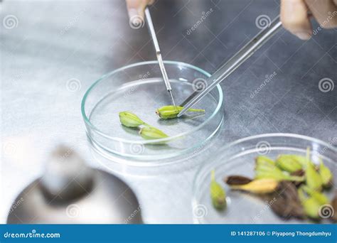 Plant Tissue Culture Techniques in Laboratory. Stock Photo - Image of ...