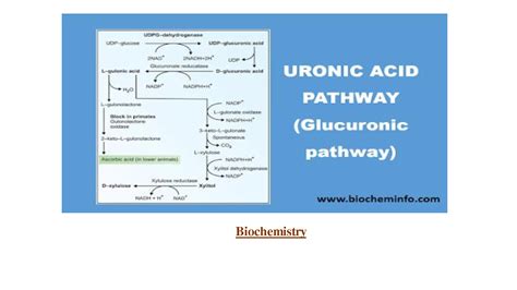 Solution Uronic Acid Pathway Studypool