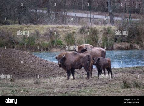 Espace Faune de la Forêt d Orient Space wild animal park in the