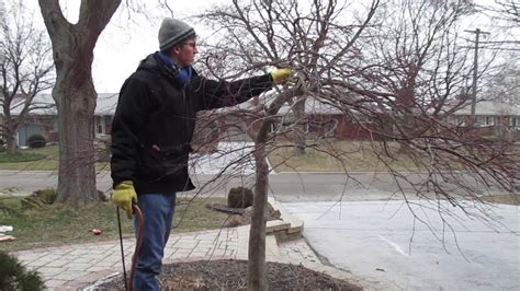 How To Prune A Japanese Maple Time Lapse Youtube