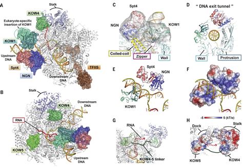 Structural Basis Of Intac Regulated Transcription Biorxiv Off