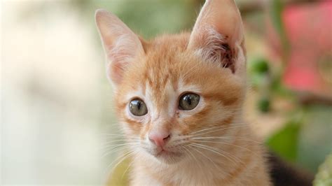 La Curiosa Forma Que Tienen Los Gatos De Disculparse