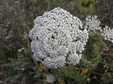 Ammi Majus Lace Flower Queen Annes Lace Bishops Weed Bull Wort