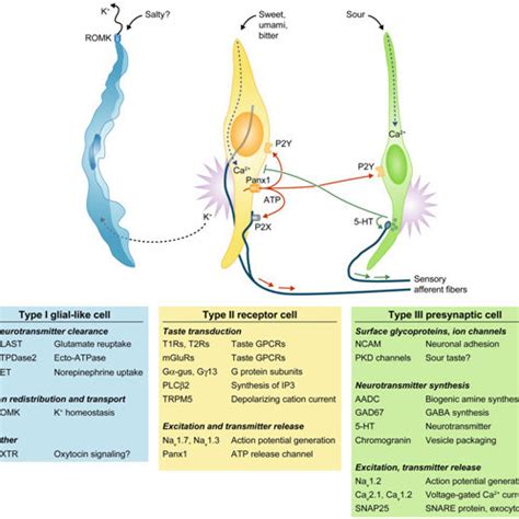 Three main classes of taste cells and their receptors (Barrett et al ...