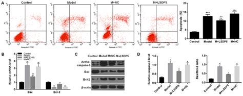 LSDP5 Reduces Apoptosis In LO2 Lipotoxicity Model Cells A Apoptosis