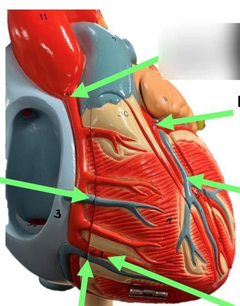 Cardiac Anatomy Coronary Circulation 2 Diagram Quizlet