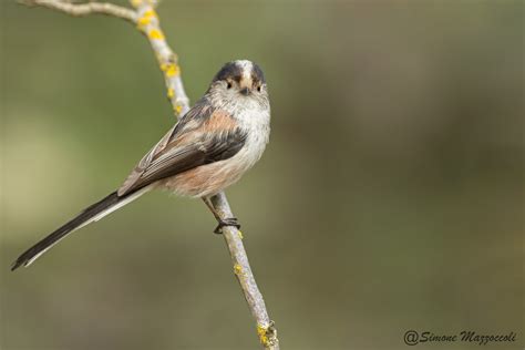 Codibugnolo Long Tailed Tit Simone Mazzoccoli Flickr